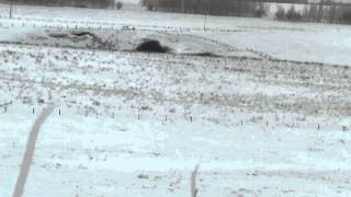 338 Lapua vs 930 yard coyote head [upl. by Alliw]