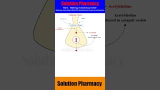 Neurotransmission in Cholinergic Neurons  solutionpharmacy [upl. by Bryna605]