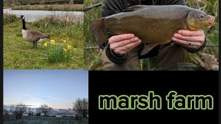 TENCH FISHING AT MARSH FARM GODALMING USING THE METHOD FEEDER AGAIN HARRIS LAKE [upl. by Nnylecoj422]