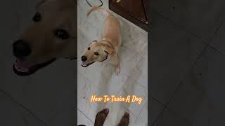 Dog Training 🔥trending viralblogs ytshorts doglover funnydog dogshorts [upl. by Mcmullan570]