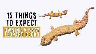 Owning A Baby  Juvenile Leopard Gecko  15 THINGS TO EXPECT [upl. by Helge302]