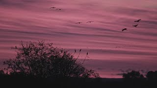 ¡MILES DE GRULLAS AL ATARDECER  Parque Nacional de las Tablas de Daimiel Ciudad Real España [upl. by Norvol]