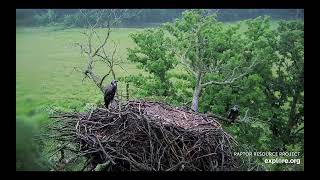 Decorah North Eagles  The dead nest branch breaks nest falls eaglets fly  exploreorg 61624 [upl. by Kalvn154]