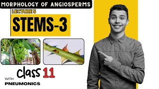 Morphology of Angiosperms Stem Part 3  Lecture 5  Class 11  Easy Explanation with Mnemonics [upl. by Yorgo]