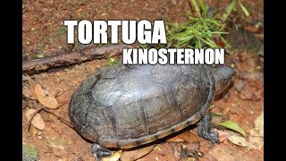 Tortuga Kinosternon [upl. by Krasnoff]