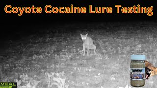 Coyote Cocaine Put to the Test Trail Cameras Capture Lure Experiment predatorcontrol coyote [upl. by Apollo416]