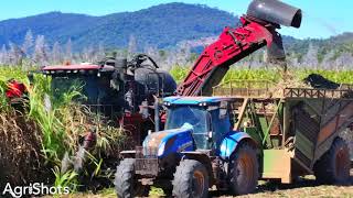 Sugarcane Harvest 2024 Proserpine [upl. by Hgielyak60]