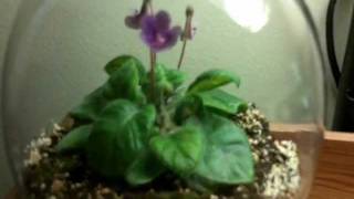 How to Grow Sinningia or Gesneria from seed [upl. by Etsirhc]