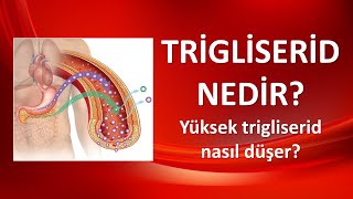 TRİGLİSERİD NEDİR [upl. by Sundstrom]