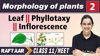 Morphology in Plants 02  Leaf  Phyllotaxy  Inflorescence  Class 11NEET  RAFTAAR [upl. by Ellyn164]