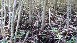 Cape Coral Eco Park Mangrove Forest 1 [upl. by Mascia980]