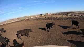 Keeping it Western Wednesdays doctoring cattle [upl. by Madi]