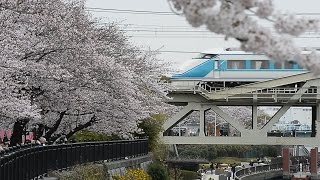 隅田川両岸の桜が満開 [upl. by Zippel]