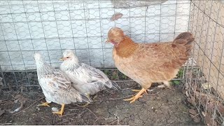 🌟las gallinas copetonas nuevas hacen una cosa rarísima 😱 y la que se adapte 💅 fuchi maíz quebrado 🤣 [upl. by Jabe]