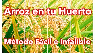 Cómo Sembrar Arroz en El Huerto [upl. by Ecnaret]