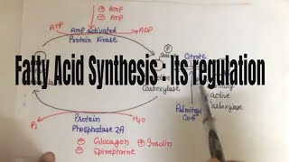 Fatty acid synthesis Its Regulation [upl. by Aizek]