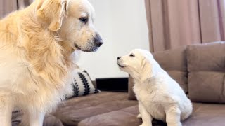 How the Golden Retriever Bailey and New Golden Retriever Mia Became Best Friends Compilation [upl. by Airdnekal837]