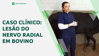 Caso clínico lesão do nervo radial em bovino [upl. by Ninerb]