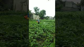 Care of Cowpea Plants nature farming cowpea shorts [upl. by Duky614]