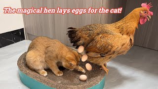 So funnyThe hen laid eggs for the cat without the rooster knowingHow did the cat reactCute animal [upl. by Elkcim15]