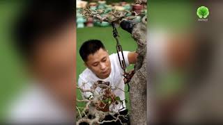 Một cây bonsai sếu khủng được tạo dáng theo lối Lĩnh Nam│Celtis occidentalis bonsai by Lingnan style [upl. by Arutak]