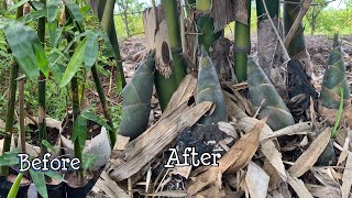 Growing Bamboo from CuttingBest Way To Grow Bamboo Shoot Fast and Easy Part 1 [upl. by Angil]