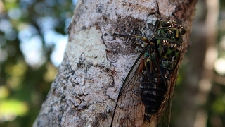 Chorus Cicadas of New Zealand [upl. by Niriam741]