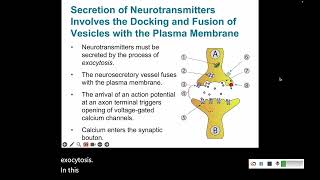 Signal Transduction 8 Synaptic Transmission and Signal Integration [upl. by Naig]