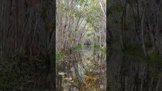 Manglares en yucatan MX travel mangrove manglares yucatan [upl. by Roddy]