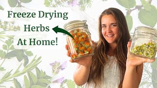 Freeze Drying Herbs At Home  How To Freeze Dry Herbs [upl. by Colvin715]