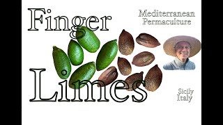 Finger Limes  Mediterranean Permaculture John Kaisner The Natural Farmer [upl. by Wehttan]