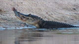 Alligator Swallows Large Bowfin fish [upl. by Aiuqal]