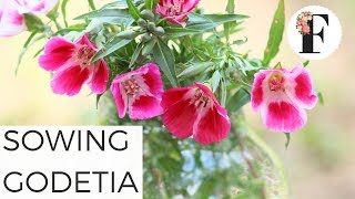 Garden Quickie Sowing Godetia Seeds Cut Flower Farm Gardening for Beginners Growing Flowers Seed [upl. by Medin877]