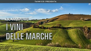 I vini delle Marche  Tannico Flying School [upl. by Atiuqiram]