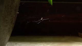 Pholcus phalangioides spider [upl. by Aienahs]