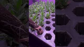 Can You Grow Lavender from Seed in Hydroponics YES you can [upl. by Shaum533]