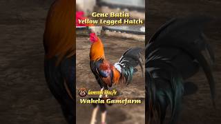 Yellow Legged Hatch gamefowlviralph gamefowlbreeder gamefowlbreed [upl. by Assiralk]