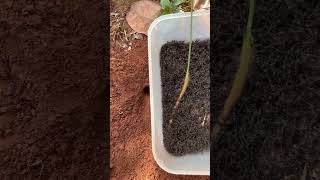 Clever ants attack big bug for food shorts [upl. by Nairbal]