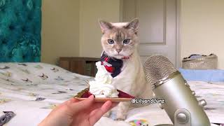 ASMR  CAT EATS WHIPPED CREAM [upl. by Aima]