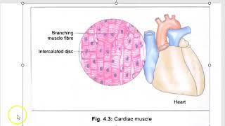 Anatomy 402 Cardiac Muscle Microscopy InterCalated Disc Branching MCQ Solved Question Paper [upl. by Ahsiket627]