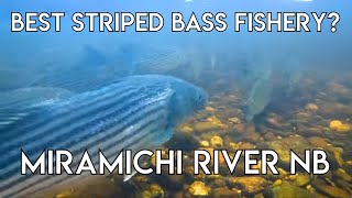 Perhaps the Best Striped Bass Fishing on the East Coast  New Brunswick [upl. by Drarej]