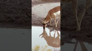 Pronghorn antelope pronghorn animals nature wildlife adventure explore benwoodruff desert [upl. by Eiramnwad]