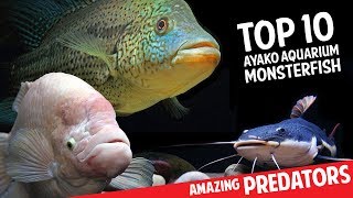 Top 10 Aquarium Monster Fish [upl. by Eenoj39]