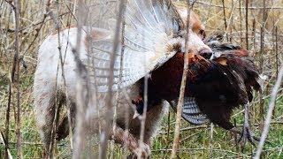 Hunting in Romania with Epagneul Breton [upl. by Atilrahc359]