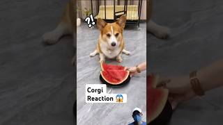 Funny corgi reaction and water melon 🍉🐕 corgi corgijuniors shorts animals [upl. by Wandis]