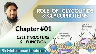 Role of Glycoproteins and Glycolipids [upl. by Kenelm]