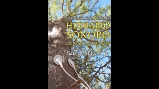 Herbario Sonoro [upl. by Sluiter]