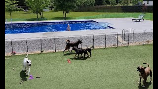 Dog Park Mayhem with Mom in Pool [upl. by Flynn]