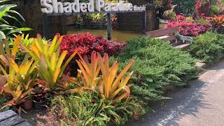 The Most Beautiful Bromeliad Garden in Chiangmai Thailand [upl. by Enineg318]