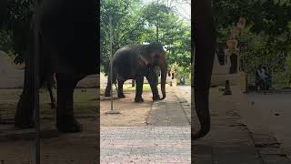 The Tame Elephant in the Temple animaltv elephant tameelephant animals [upl. by Odranreb223]